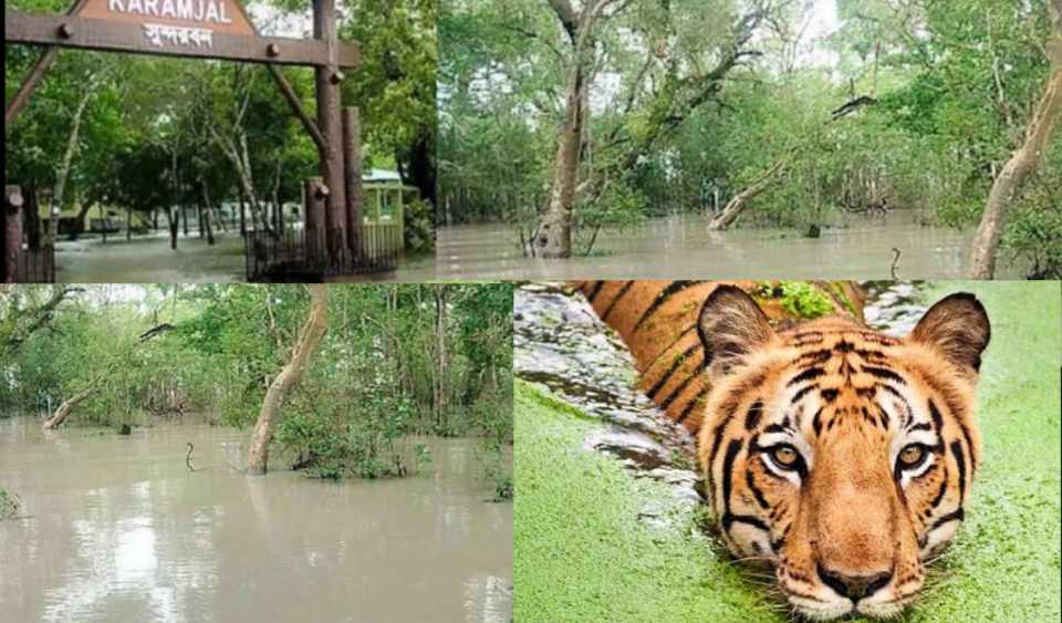 জলোচ্ছ্বাসে তলিয়ে গেছে সুন্দরবন,হুমকির মুখে জীববৈচিত্র্য