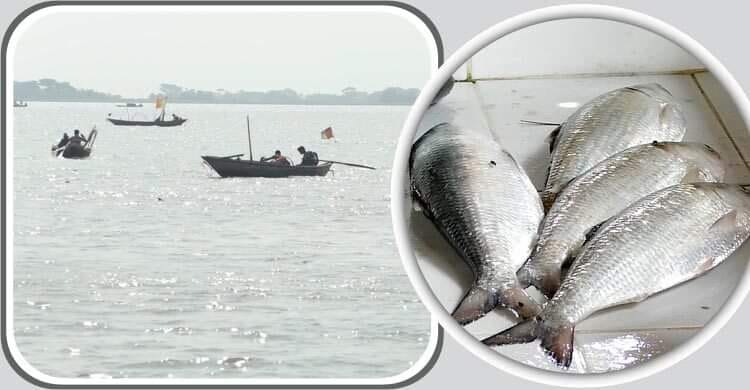 সুন্দরবনের উপকূলীয় মোরেলগঞ্জে পানগুছি নদীতে ইলিশের দেখা মিলছে না হাজারো জেলে চরম সংকটে