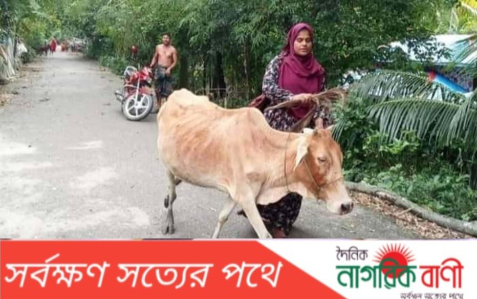 কিস্তির টাকা না দেওয়ায় গরু নিয়ে গেল এনজিও গ্রামীণ জনউন্নয়ন সংস্থা’র লোকজন