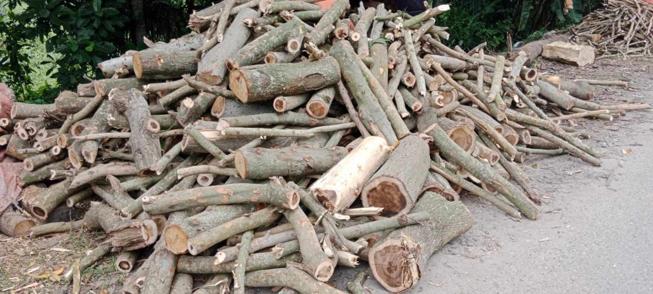 লৌহজংয়ে সরকারি গাছ কর্তনের অভিযোগ