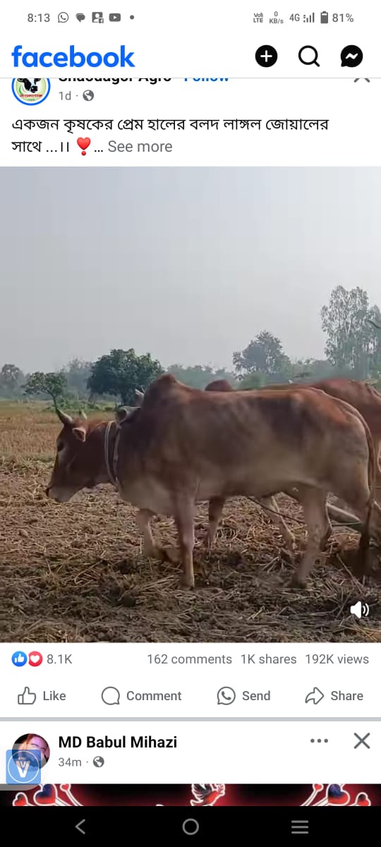 গজারিয়ায় কৃষকেের আটটি গরু চুরি 
