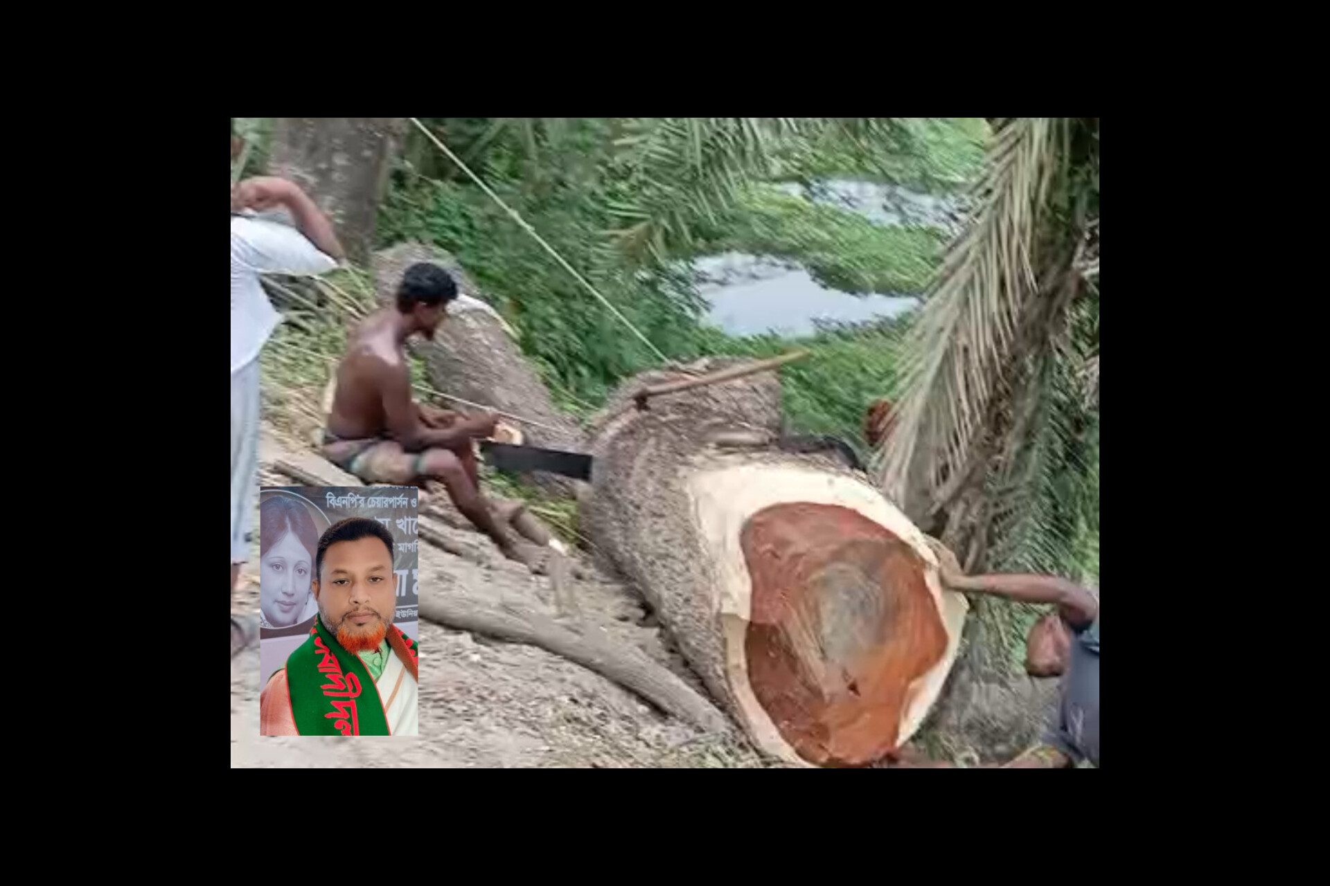 সিরাজদিখানে ইউপি সদস্যের বিরুদ্ধে সরকারি গাছ কাটার অভিযোগ