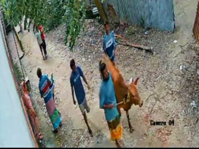 সিরাজদিখানে সংখ্যালঘুর গরু চুরি করলো আওয়ামী লীগ নেতার ছেলে