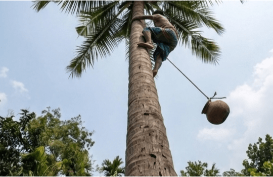 মুন্সীগঞ্জে তালগাছ থেকে পড়ে যুবকের মৃত্যু