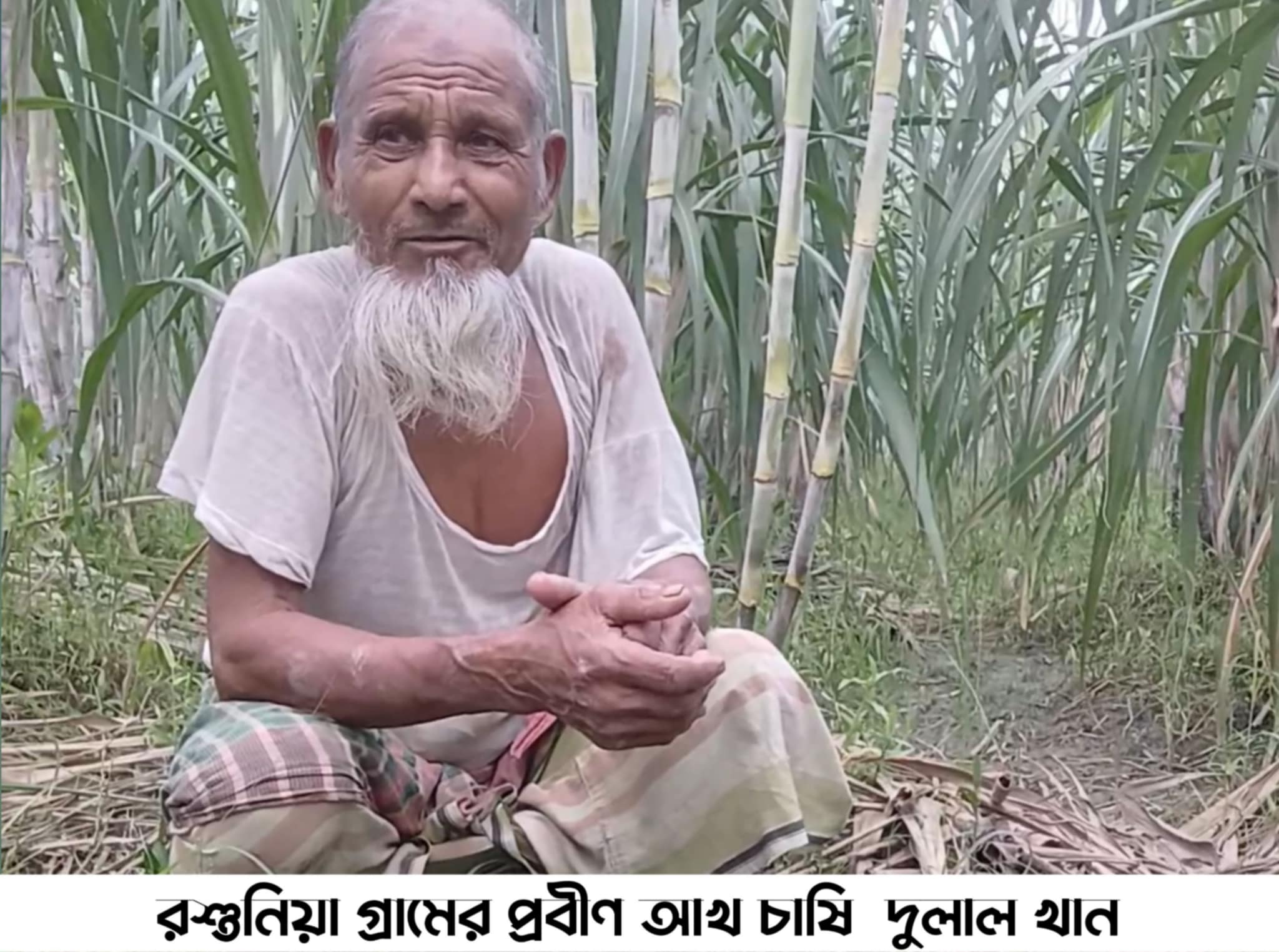 আখ চাষিদের অভিযোগ, কৃষি কর্মকর্তাদের পরামর্শ মিলছে না, সার বীজ প্রণোদনা থেকেও বঞ্চিত প্রান্তিক কৃষক